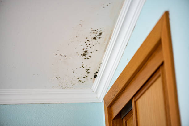 Best Mold Remediation Services  in Leola, PA