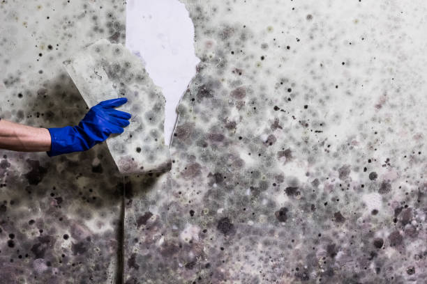 Best Mold Testing and Removal  in Leola, PA