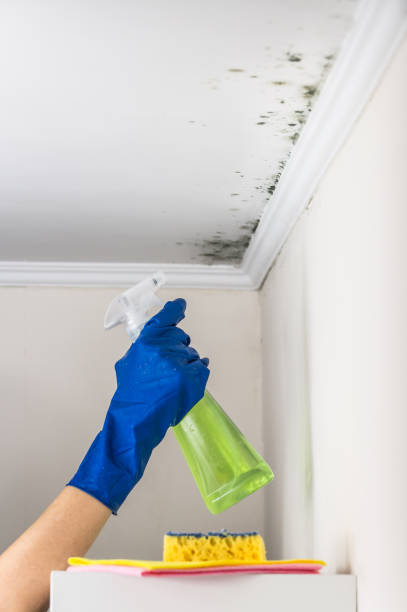 Best Commercial Mold Removal  in Leola, PA